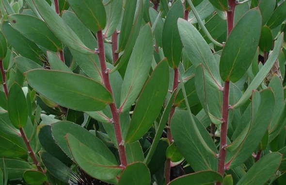 Protea lacticolor leaves